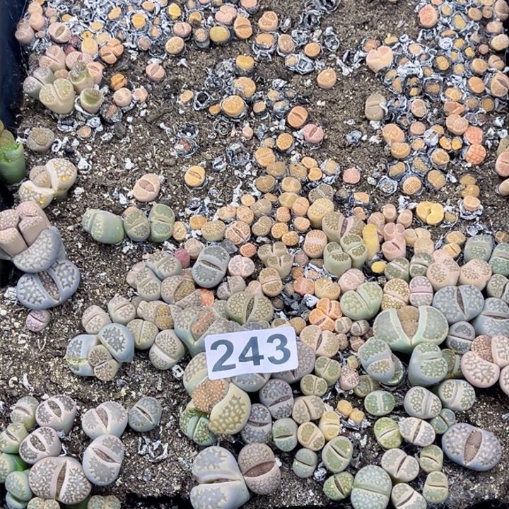 243 生石花一物一图如图带盆