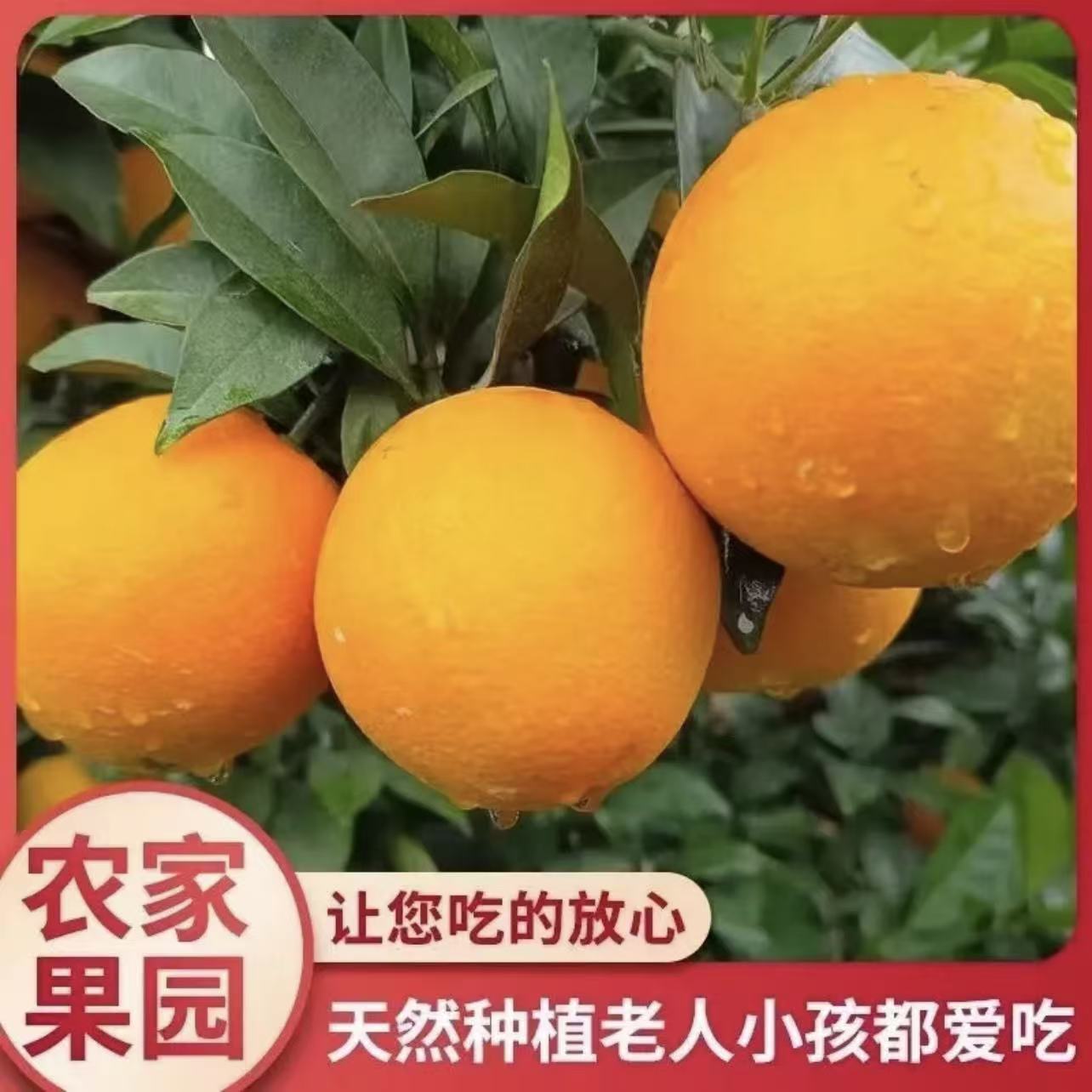 【带箱5斤10斤】正宗赣南脐橙橙子应季水果 现摘现发 坏果包赔