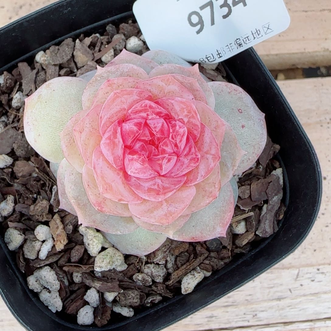 棉花糖，9734多肉植物