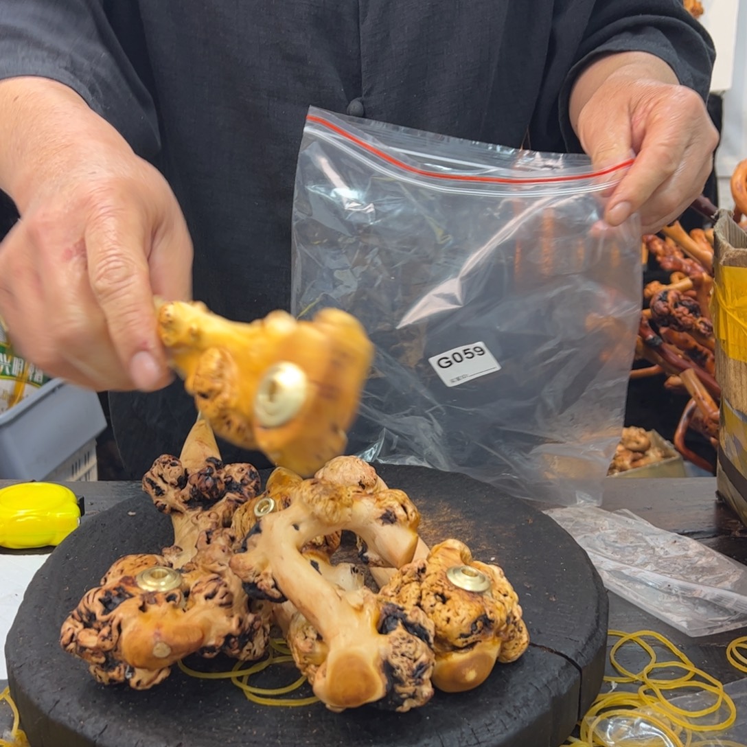 黑果木其他黑果木349