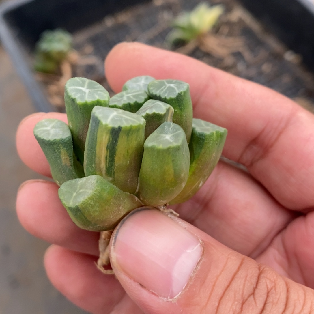 一颗实生万象锦。  