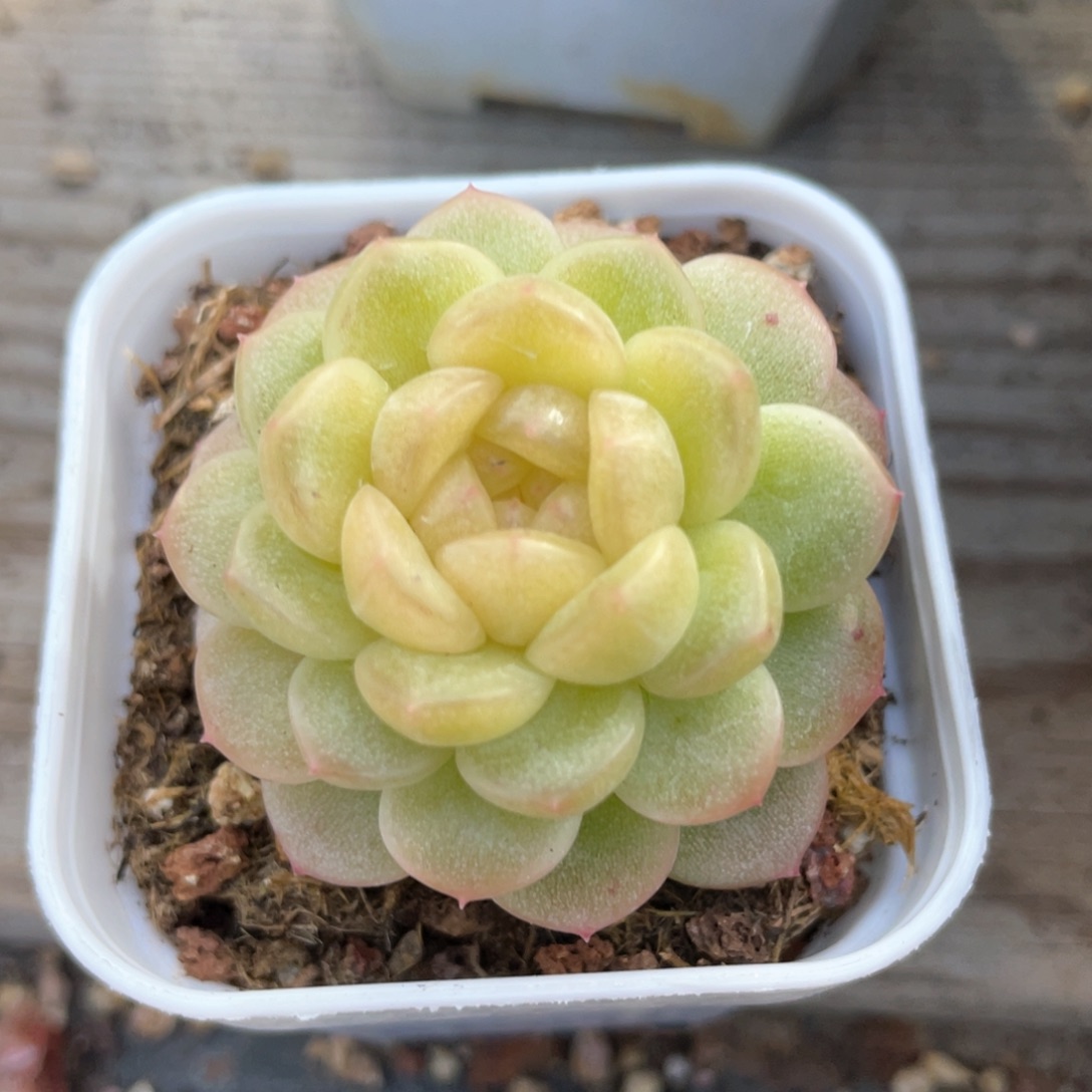 优选青提福利1207