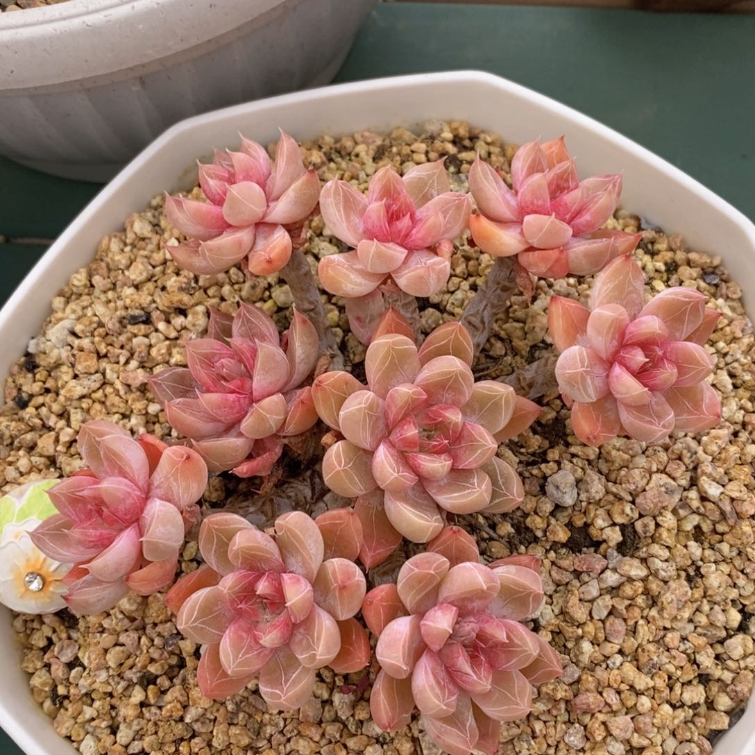 预祝女神节快乐精品多肉清鹏3月6号_