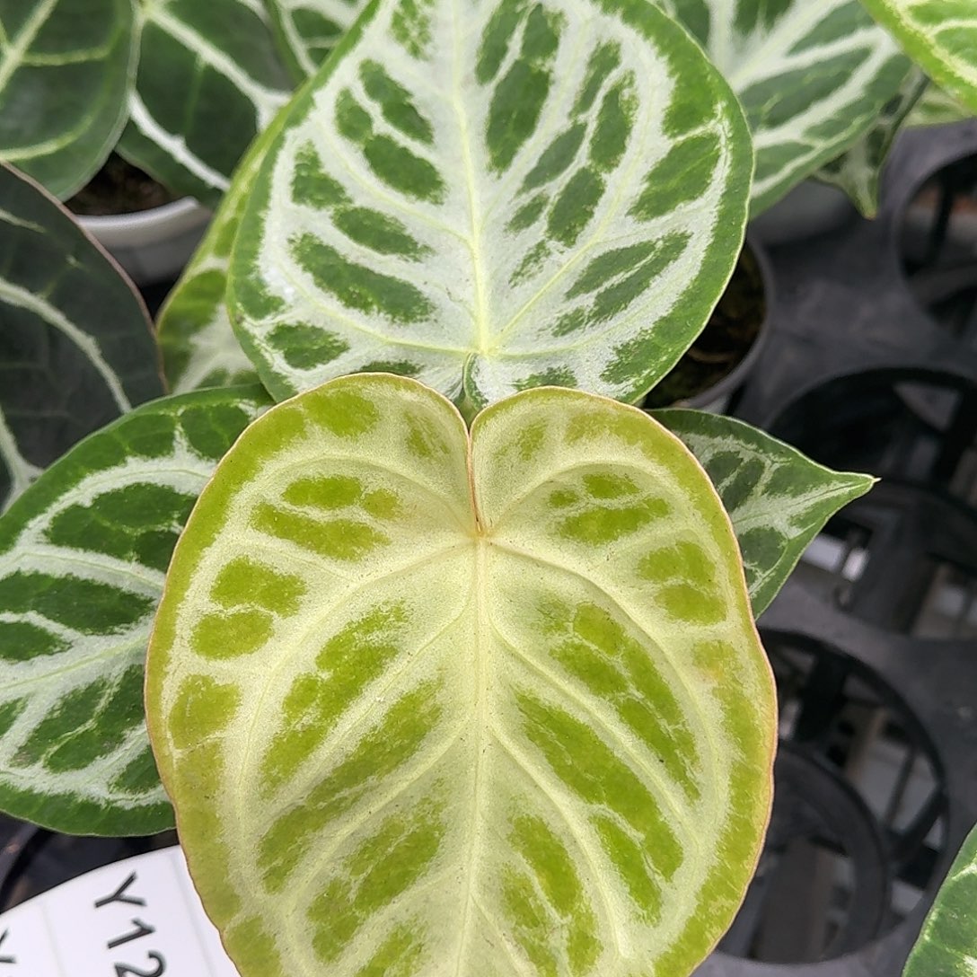 完全开放Y126银刷子福利