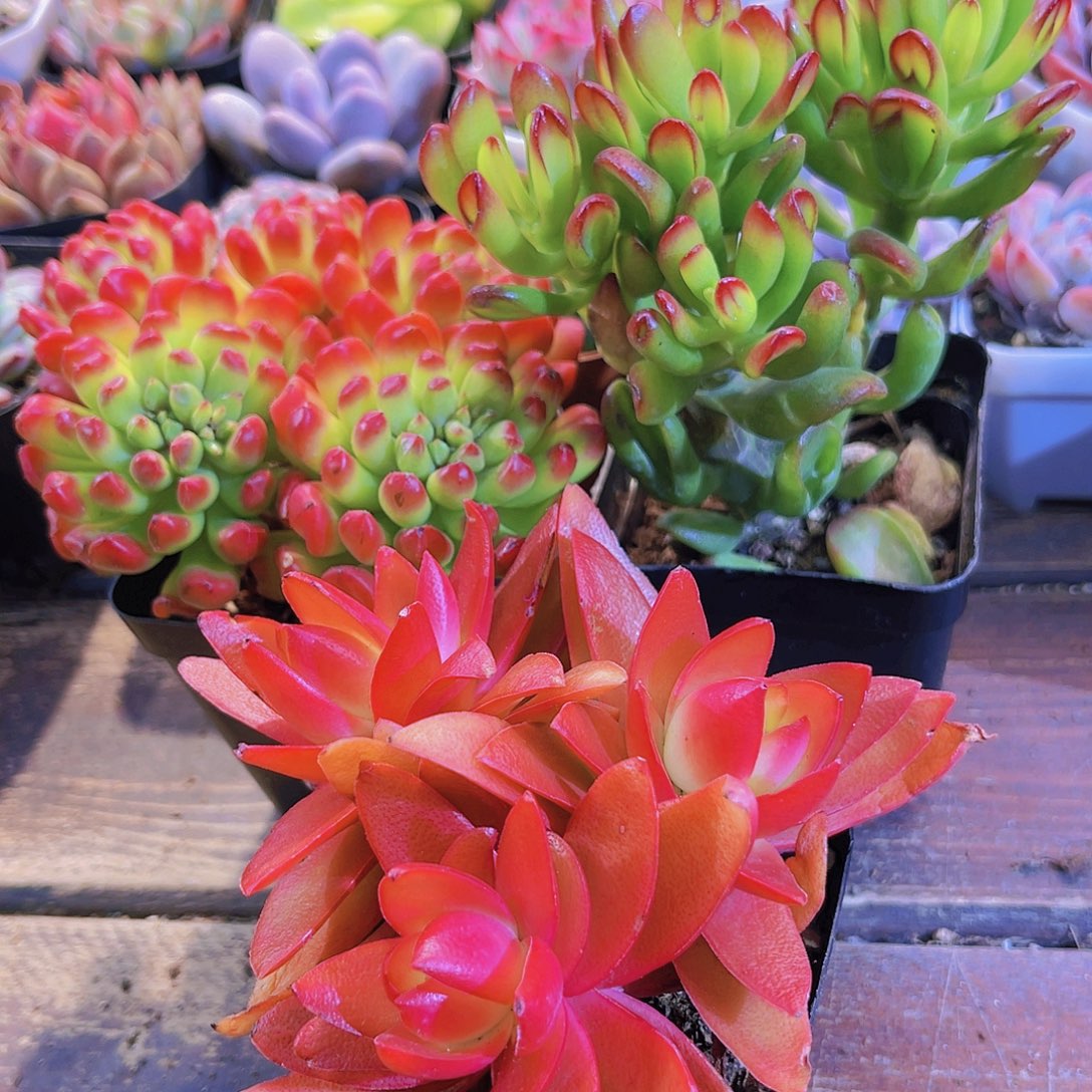 火祭群➕红灯笼➕招财猫