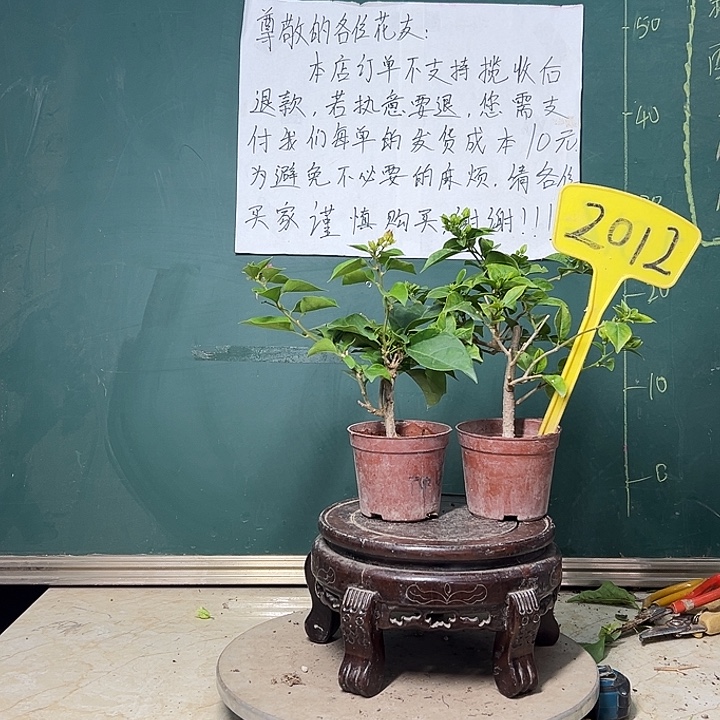 完全开放红粉佳人掌中宝 白雪公主掌中宝2012