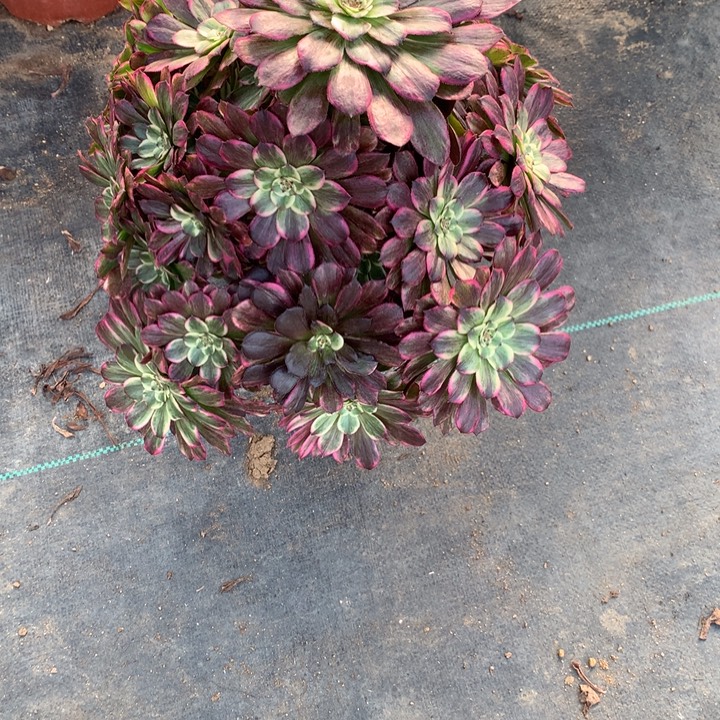 草***丁350水墨画多肉植物特价