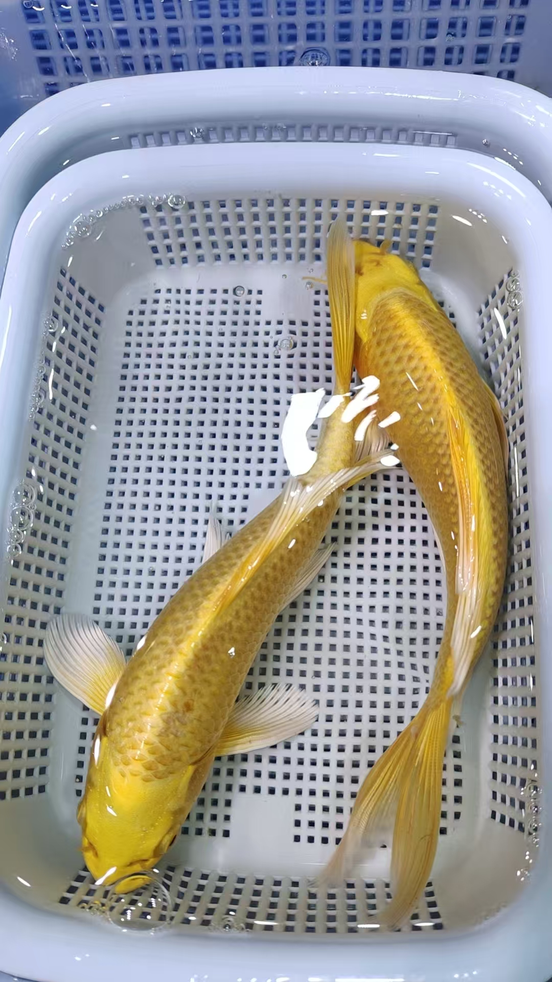 (三)2条黄金17-20公分冷水锦鲤观赏鱼