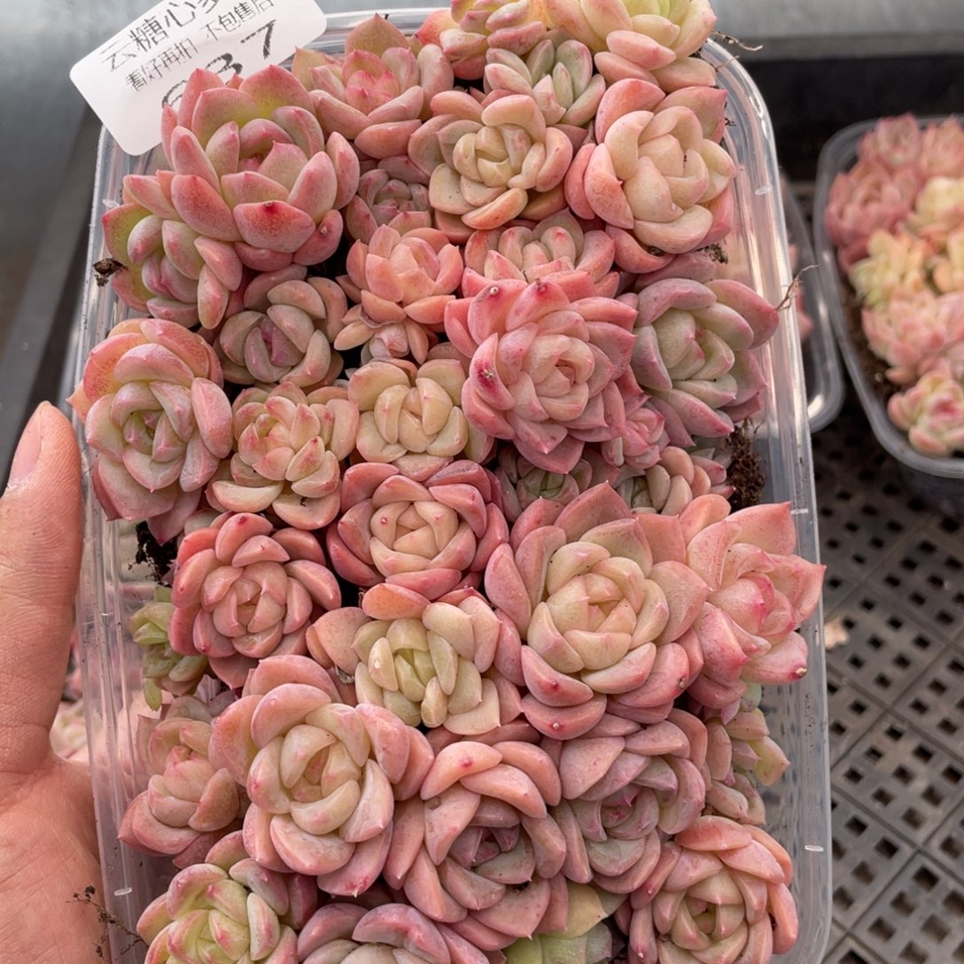 云糖心多肉植物637