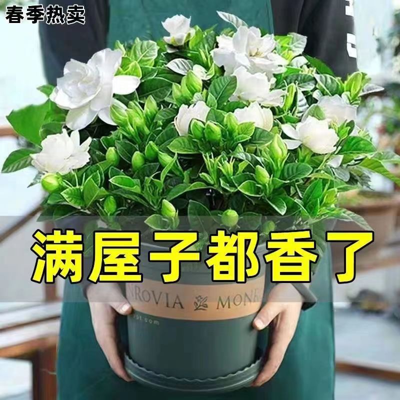 阳台大盆花卉栀子花四季常青带浓香型净化空气牡丹栀子绿植物