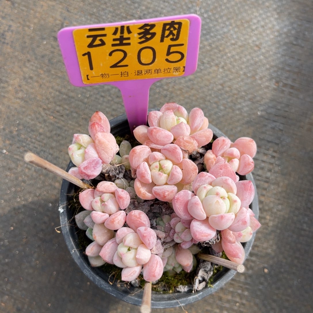 云尘多肉一物一拍1205，