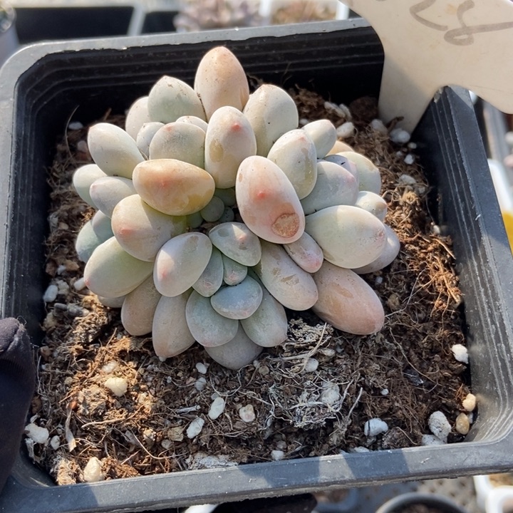 1028香水多肉植物保护