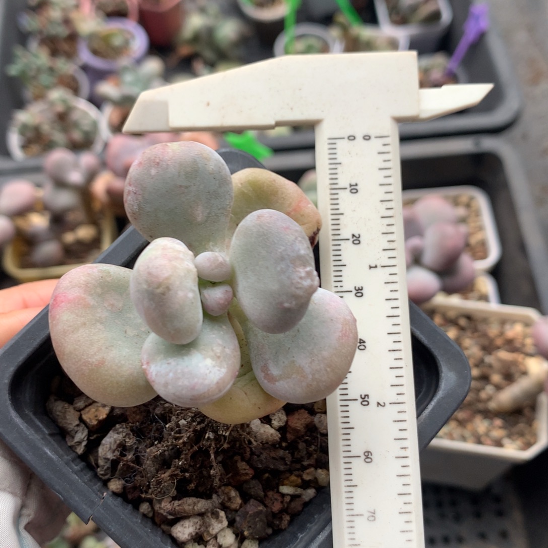 油煎奶酪多肉韩国黄油