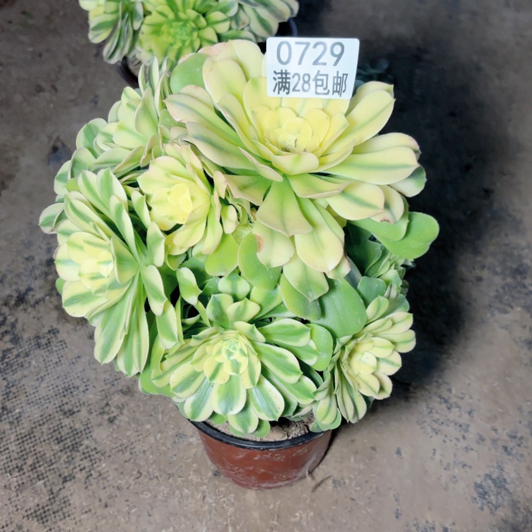 F. 0729。辛尼雅多肉