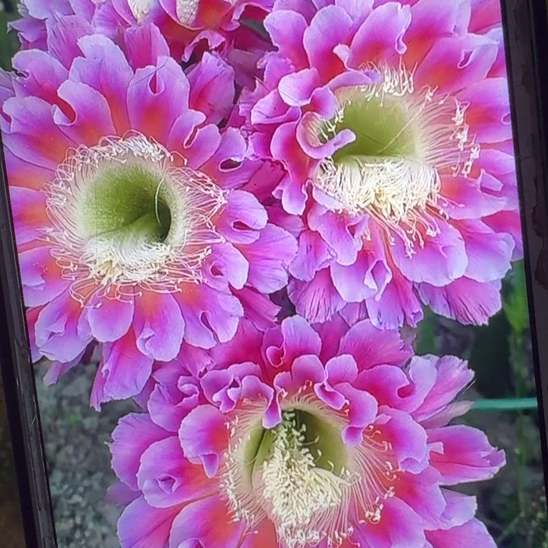 云羽彩草侧芽4公分仙人球