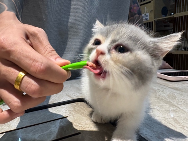 【張脏萌宠】（点关注发货送粮送绳）