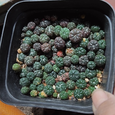 815实生小兜锦小苗