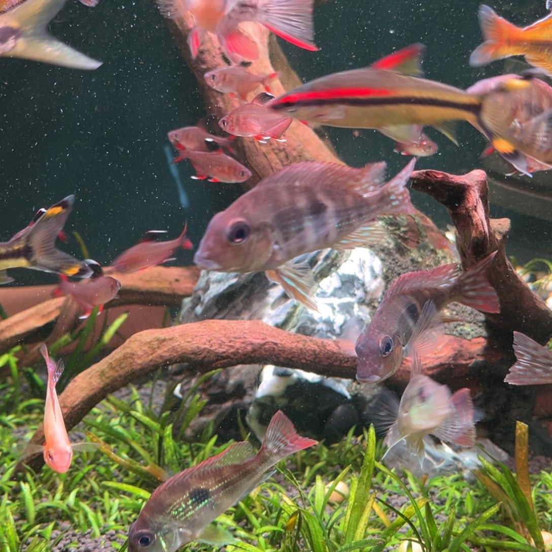 七彩神仙鱼三条黄金胡子6-7厘米