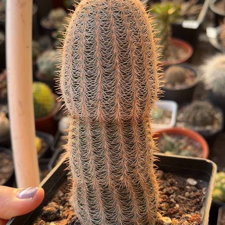 仙人球一物一拍自根