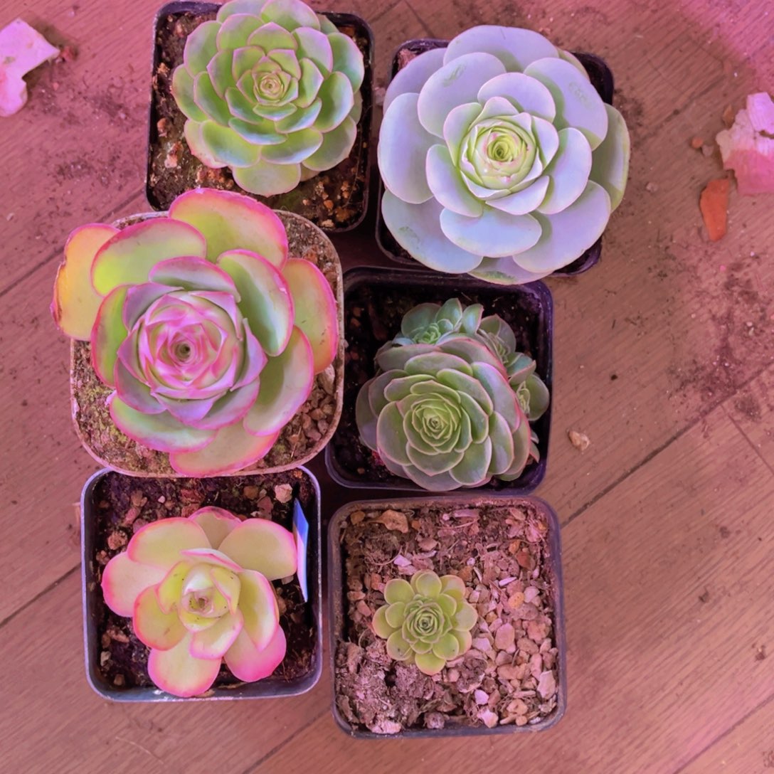 瑾***甜瑾甜寄养六颗打包001