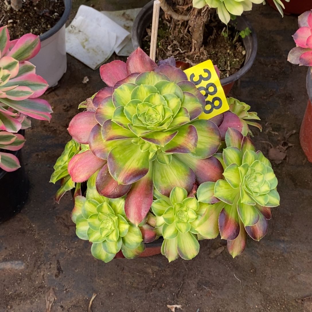 韶华多肉法师388