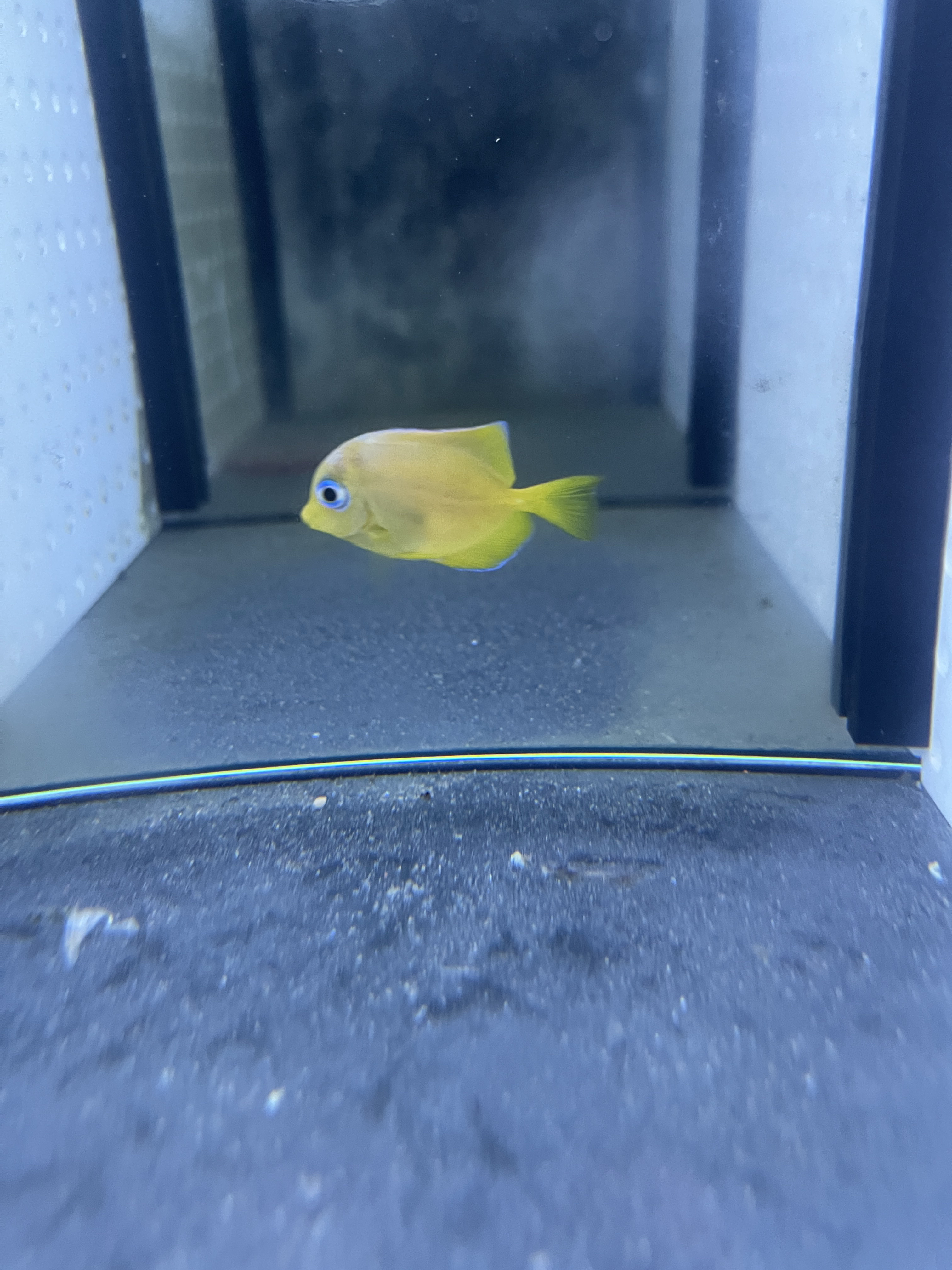 海水观赏鱼小号紫蓝15包装运费到付