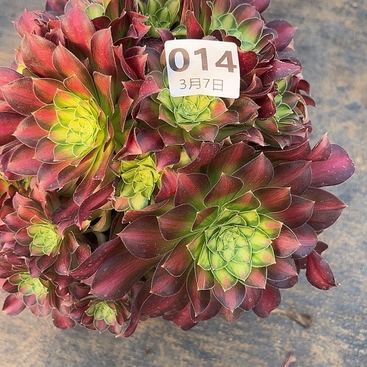 3.7-14韶华多肉植物