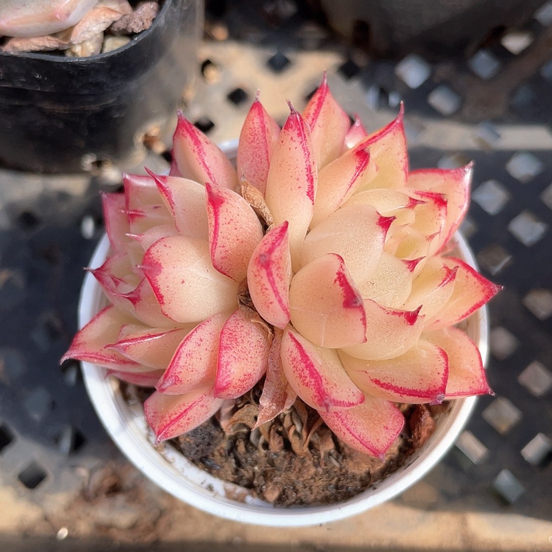 平****意优选麦秆福利1067