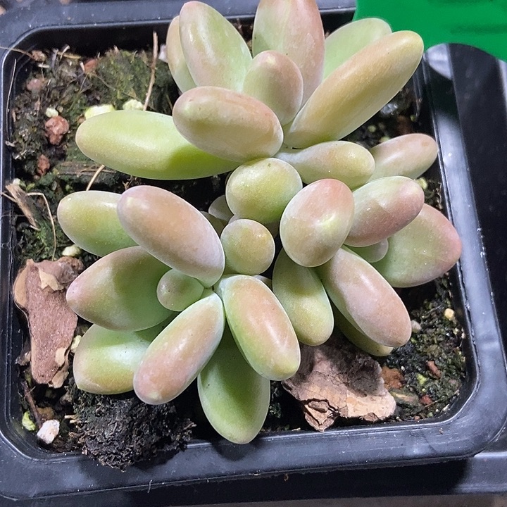 多肉植物芒果奶1033