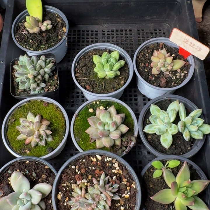 223多肉植物一物一拍