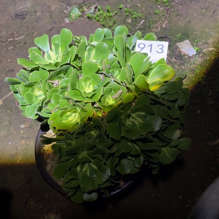 好**绵多肉植物断枝不包913欣尼亚