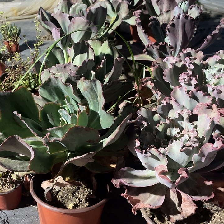 老桩大包菜一颗包邮