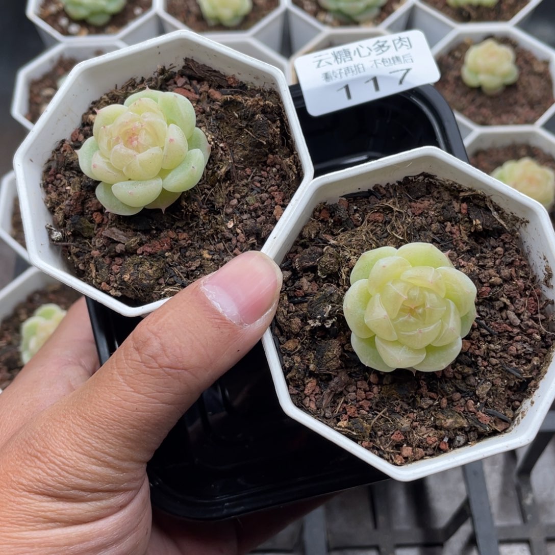 奥***嗷云糖心多肉植物117