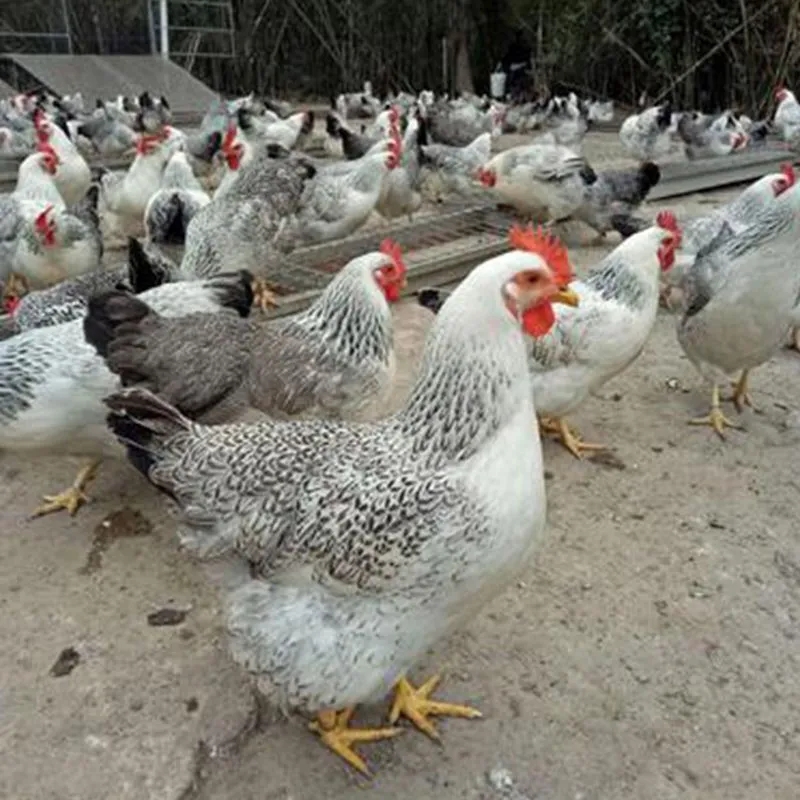 纯种白芦花散养溜达鸡宠物鸡