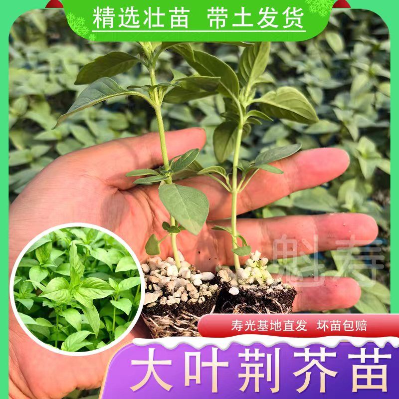 山东大叶荆芥种子苗秧苗孑四季菜带土荆芥籽种盆栽幼苗特产种籽