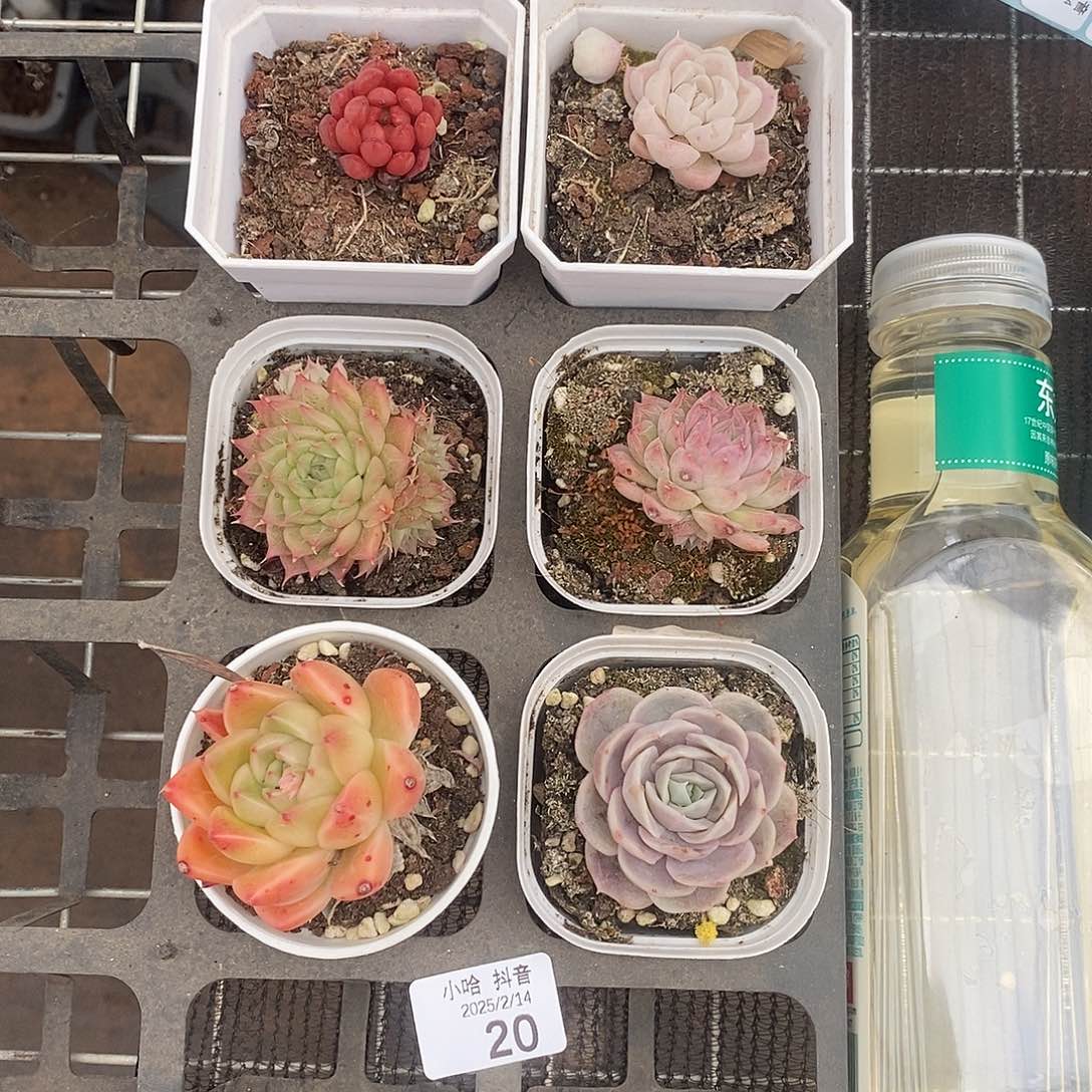 清棚福利一物一拍20