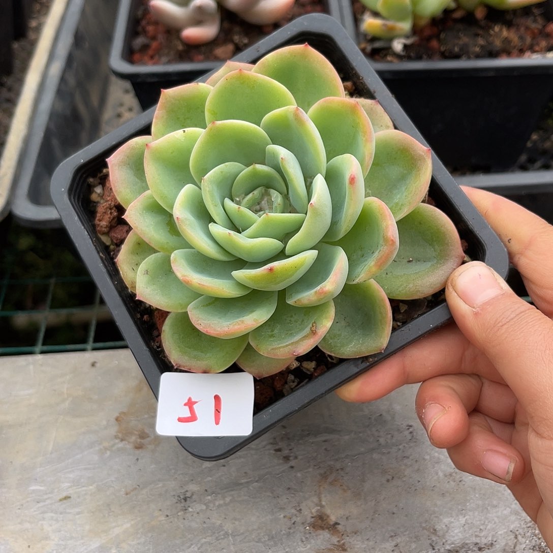 51。  1111111111111