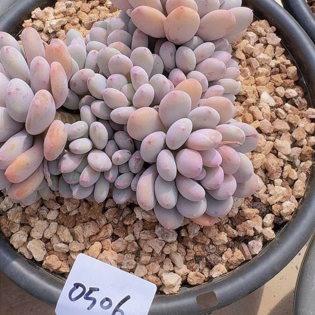 若*0506香香雪多肉