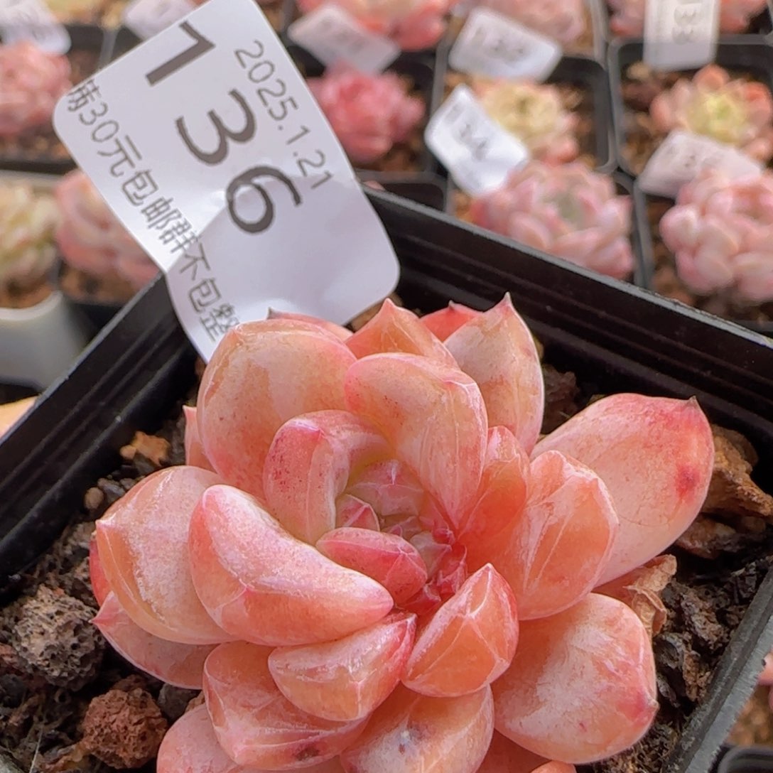 黛玉石化单头一颗脱土