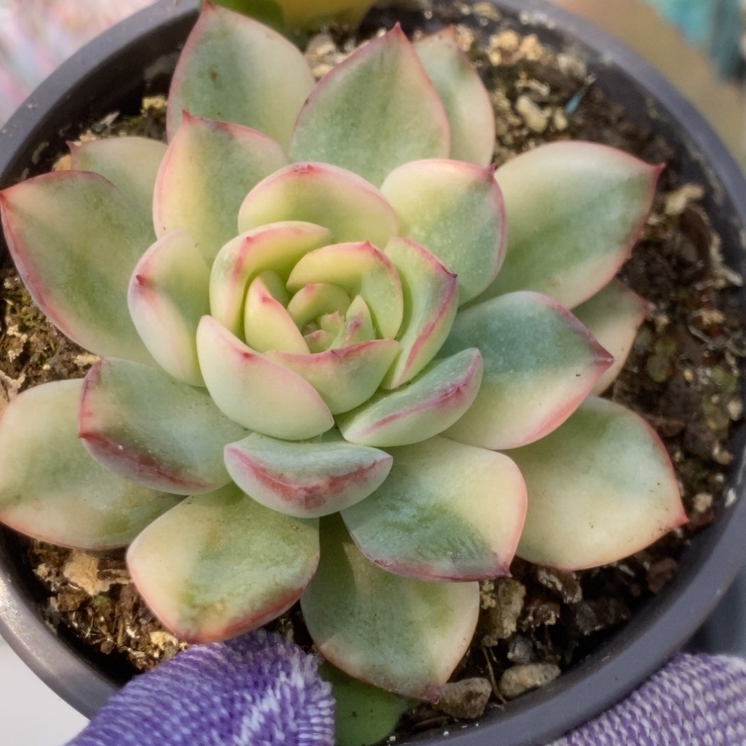 757雨燕座锦锦锦锦