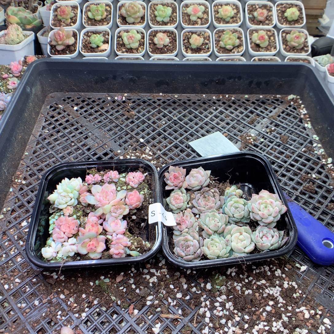 无花朵S44月英语英语