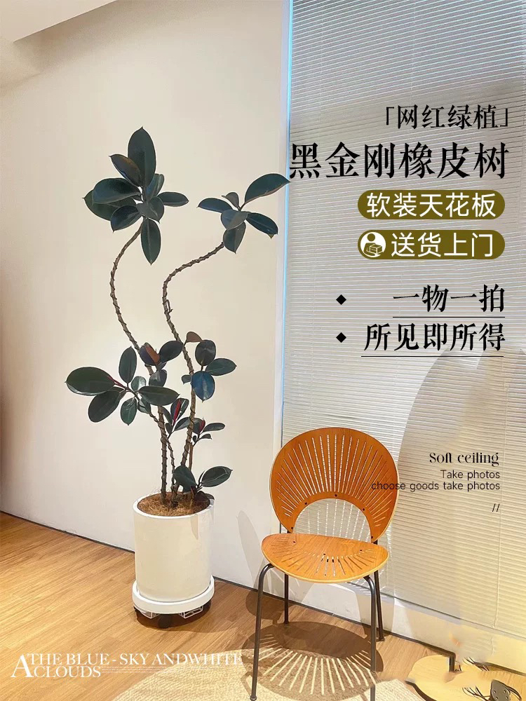 【飘枝橡皮树】下单前联系客服拍照带瓷盆沈阳同城送货上门开业送礼