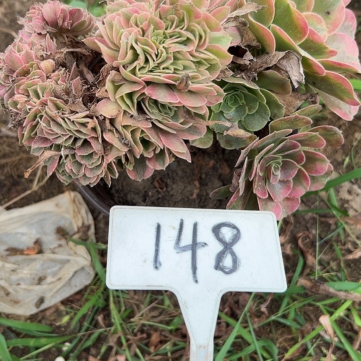 多肉植物香菲缀花