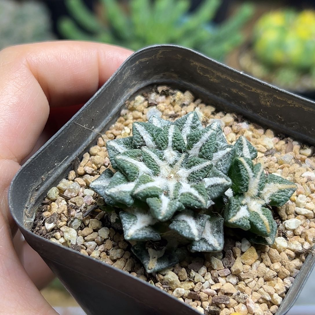 大尤牡丹双头自根养的带盆