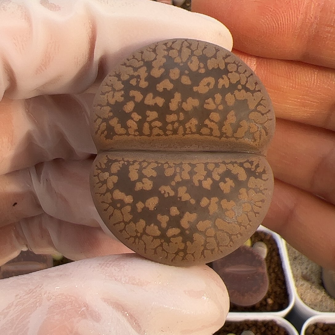 生石花多肉大母轮子