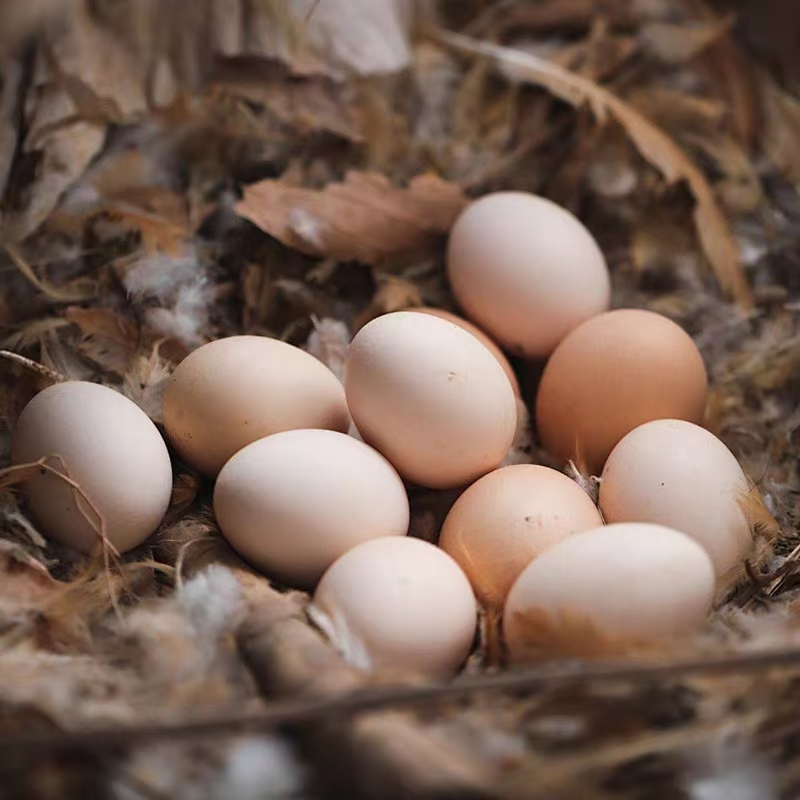 云南林间散养土鸡蛋  走地鸡土鸡蛋