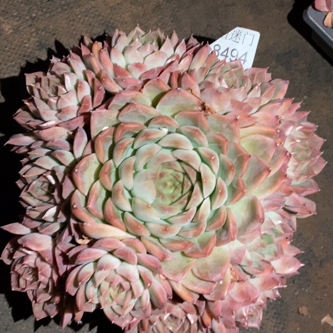 如***令杂交精品多肉8494~20厘米