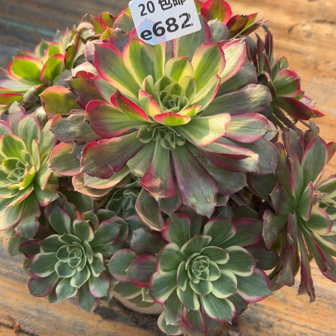 682粉体海王，满20包邮嘟叮熊