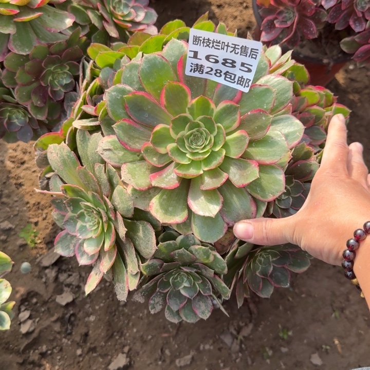 1685二号棚粉花妖C