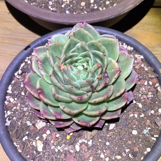 美肉特价活动开始啦